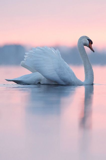 BELLO CISNE Rose Quartz Serenity, Beautiful Swan, Foto Tips, White Swan, Swan Lake, Pretty Birds, Swans, Bird Feathers, Love Birds