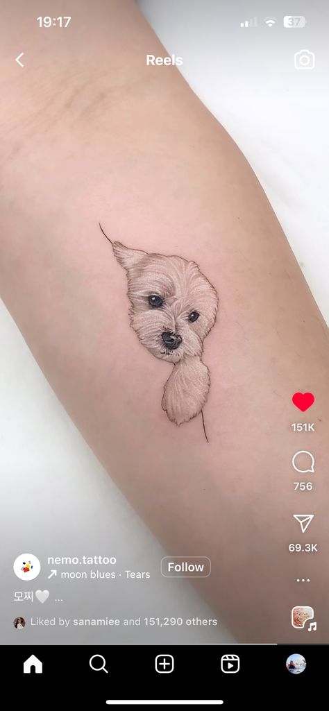 Dog Tattoo Behind Ear, Toy Poodle Tattoo Ideas, Maltipoo Tattoo, Bichon Tattoo, Cockapoo Tattoo, Yorkie Tattoo, Minimal Dog Tattoo, Maltese Tattoo, Poodle Tattoo