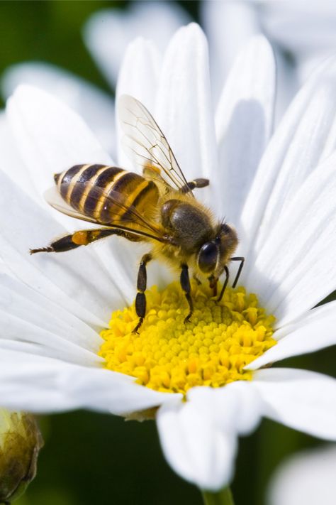 Fun Facts About Bees, Bee Venom Therapy, Honey Bee Facts, Bee Images, Bee Pictures, Bee Painting, Bee Venom, Bees And Wasps, Bee Garden