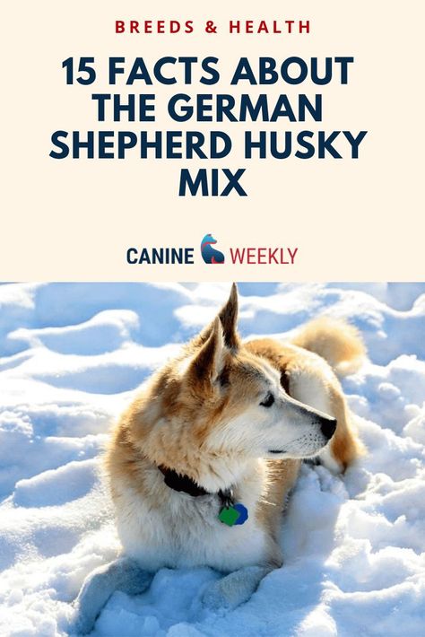 This post will help you learn more about Shepherd Husky mixes, how to figure it out whether or not a Gerberian Shepsky would be a good fit for your family. Click here to read the article.  #canineweekly #germanshepherdhuskymixfacts #gerberianshepskyfacts Husky And German Shepherd, German Shepard Husky Mix, Husky Shedding, Shepsky Puppy, Dog Ear Infections, Gerberian Shepsky, German Shepherd Husky Mix, Puppy Fever, Husky Breeds