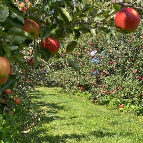 Orchard Planning, Planting Apple Trees, Planting Fruit Trees, Deer Fence, Apple Trees, Organic Soil, Potted Trees, Growing Fruit, Apple Orchard