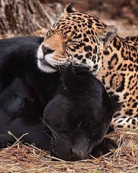 Lovely Images Of Black Jaguar Playing With Her Spotted Baby Black Jaguar, Majestic Animals, Cheetahs, Leopards, Animal Planet, Exotic Pets, Beautiful Cats, 귀여운 동물, Black Panther