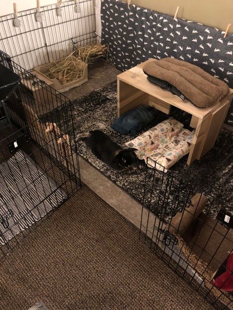 Bunny Pen Indoor Aesthetic, Bunny X Pen, Bunny Pen Set Up, Aesthetic Rabbit Enclosure, X Pen Rabbit Cage, Bunny Play Pen Ideas, Bunny In Bedroom, Rabbit Home Ideas, Bunny Pen Ideas