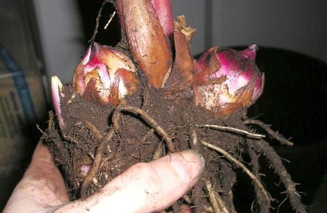 Wintering canna bulbs is an excellent way to make sure that these tropical looking plants survive in your garden year after year. Storing canna bulbs is simple, and this article will show you how. Canna Lily Care, Canna Lillies, Canna Bulbs, Canna Flower, Canna Lilies, Lily Care, Winter Veggies, Canna Lily, Lily Bulbs