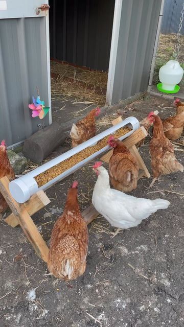 Chicken Feeder Diy, Meat Birds, Types Of Chickens, Backyard Chicken Coop Plans, Diy Chicken Coop Plans, Chicken Feeders, Backyard Chicken Farming, Chicken Feeder, Chicken Coop Designs