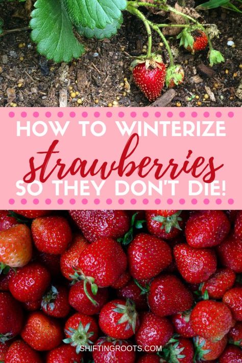 Growing strawberries in your garden?  Whether you're growing them in containers, raised beds, pots, or in the ground, you'll need to know how to keep your plants alive--especially in the winter!  Click for my best tips for beginners in zone 3. #strawberries #winter #garden #gardening #tips #ideas #beginners Growing Strawberries In Containers, Gemüseanbau In Kübeln, Strawberries In Containers, Strawberry Beds, Strawberry Garden, Growing Strawberries, Strawberry Plants, White Rock, Wildflower Garden