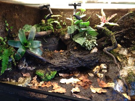 Salamander Terrarium Ideas, Tiger Salamander Terrarium, Salamander Enclosure, Salamander Vivarium, Salamander Tank, Salamander Terrarium, Toad Terrarium, Fire Skink, Pet Toad