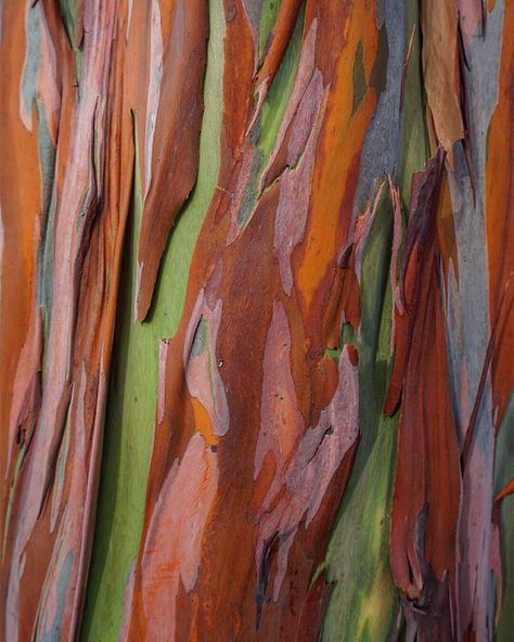 Hats off to mother nature for creating rainbow eucalyptus. Eucalyptus Deglupta, Rainbow Eucalyptus Tree, Rainforest Trees, Rainbow Eucalyptus, Silver Dollar Eucalyptus, Rainbow Tree, Australian Plants, Eucalyptus Tree, Wedding Art