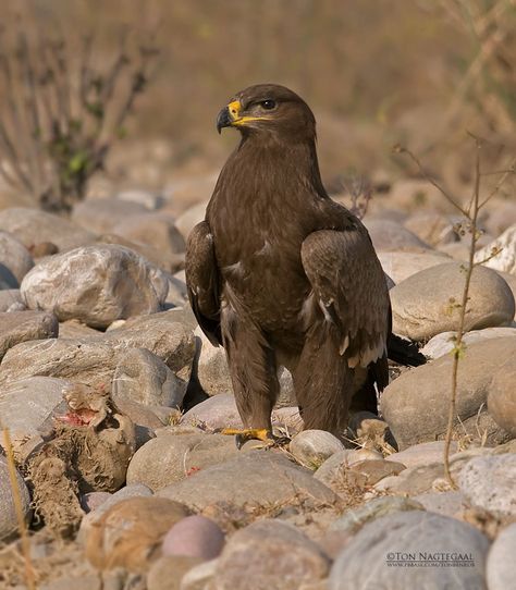 Steppe Eagle Steppe Eagle, Wedge Tailed Eagle, Bird Beaks, Raptors Bird, Eagle Art, Contemporary Landscape Painting, Exotic Bird, Wild Creatures, Birds Of Prey