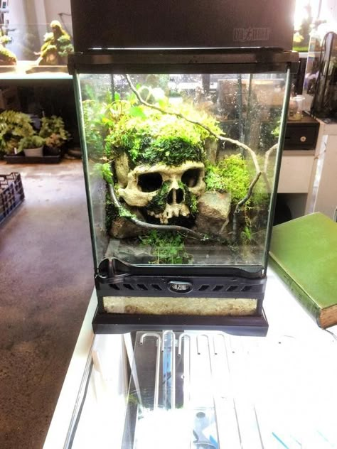 Snake Terrarium, Frog Terrarium, Frog Tank, Gecko Terrarium, Snake Tank, Fish Tank Terrarium, Pet Spider, Reptile Room, Aquarium Terrarium