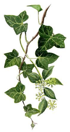 Ivy Tattoo, Holly And Ivy, Ivy Vine, Vine Tattoos, Ivy Plants, Green Ivy, Ivy Leaf, Plant Drawing, Botanical Drawings