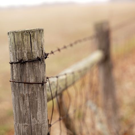 Fence Post Wire Wood, #Post, #Wire, #Wood, #Fence Old Wood Fence, Fence Photography, Crows Artwork, Old Fences, Fall Images, Fence Posts, Wood Post, Portfolio Template, Fence Post