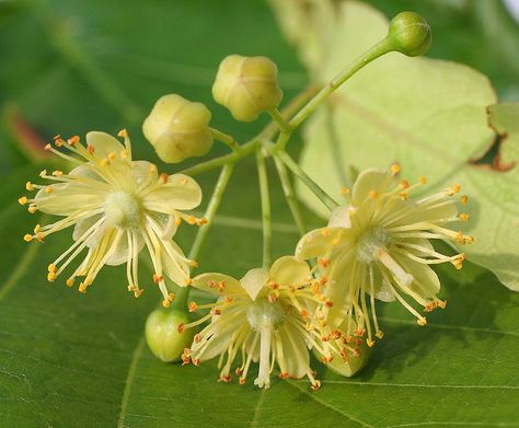 linden-tree blossom: bees love it! Linden Flower, Honey Label Design, Linden Blossom, Tree Blossom, Tree Identification, Linden Tree, Allotment Gardening, Flower Graphic Design, Flower Sleeve