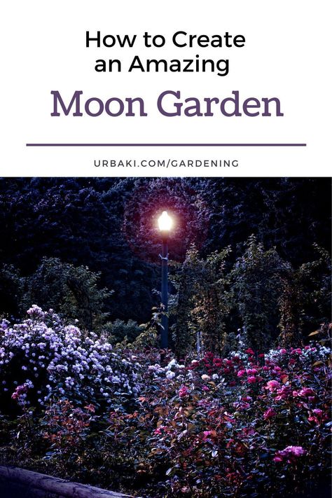 Immerse yourself in the allure of a moon garden, where the night comes alive with ethereal beauty. Embrace the uniqueness of pale flowers and silvery foliage, transforming your garden into a celestial sanctuary. Discover the art of moon garden design, selecting the perfect spot for easy nighttime enjoyment. Watch the moonlight gracefully illuminate your garden, casting enchanting shadows and captivating your senses. Create a moonlit haven that soothes your soul and sparks your imagination. Half Moon Garden Bed Ideas, Moon Garden Layout, Moon Garden At Night, Night Garden Aesthetic, Moon Garden Ideas, Fairytale Garden Ideas, Lunar Garden, Moon Gardens, Pale Flowers