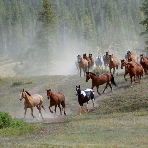 Herd Of Horses, Running Photos, Horse Facility, Horses Running, Horse Inspiration, Mustang Horse, National Animal, Cowboy Horse, Wild Mustangs