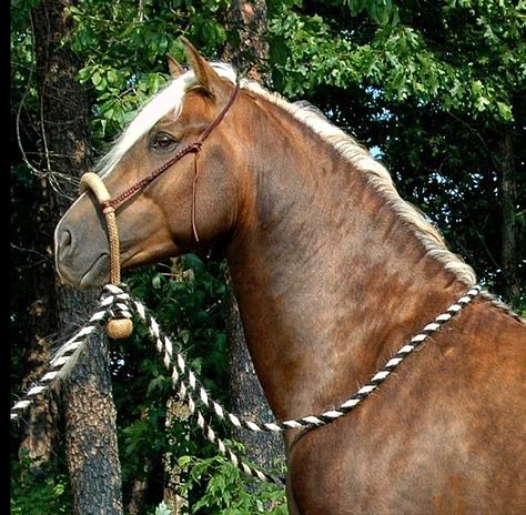 Horse Riding Quotes, Big Friends, Palomino Horse, Morgan Horse, Most Beautiful Horses, Horses And Dogs, Cute Wild Animals, Horse Life, Horse Photos