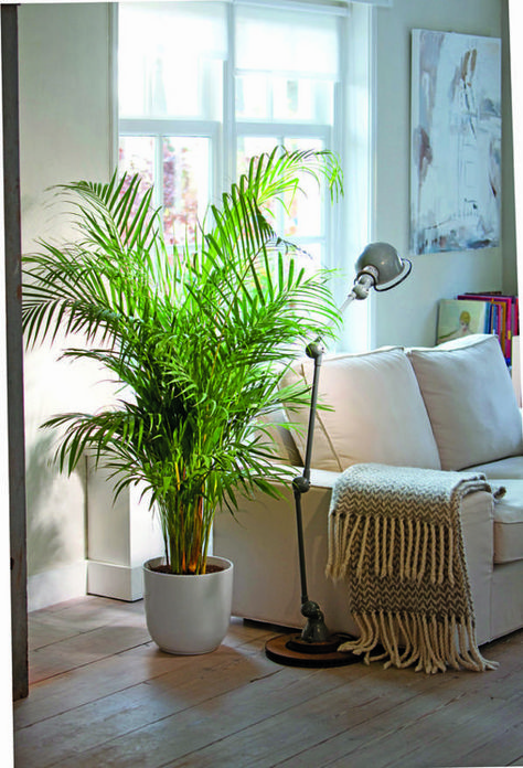 8 Indoor Plants that will Transform your Home and Wellbeing – james and catrin Indoor Plants Pet Friendly, Growing Ginger Indoors, Houseplants Safe For Cats, Dypsis Lutescens, Cat Friendly Plants, Indoor Palm Trees, Common House Plants, Air Cleaning Plants, Indoor Palms