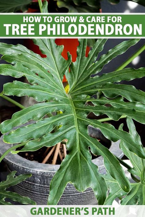 A close up vertical image of a tree philodendron (Thaumatophyllum bipinnatifidum) growing in a pot indoors. To the top and bottom of the frame is green and white printed text. Lacy Tree Philodendron, Tree Philodendron Care, Tree Philodendron, Spilled Flower Pot, Philodendron Care, Indoor Plants Styling, Philodendron Plant, Herb Gardening, Pot Garden