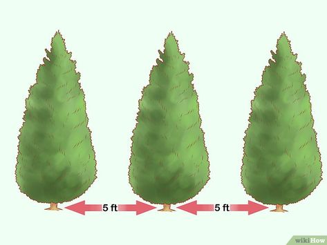 How to Plant Leyland Cypress (with Pictures) - wikiHow Leland Cypress Privacy, Leland Cypress Landscaping, Leland Cypress Trees, Leyland Cypress Hedge, Pnw Landscaping, Leland Cypress, Leyland Cypress Trees, Cyprus Trees, Privacy Screening