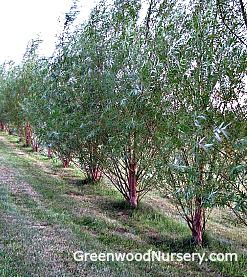 Hybrid Willow Trees Hybrid Willow Trees, Willow Hybrid Tree, Willow Trees Garden, Fast Growing Shade Trees, Conifers Garden, Willow Trees, Privacy Trees, Dappled Willow, Fast Growing Trees