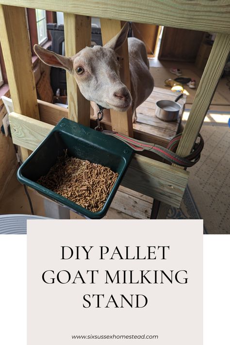 Photo of a goat in a DIY goat milking stand Goat Stand Diy, How To Build A Goat Milking Stand, Milk Stand For Goats, Goat 4h Projects, Diy Milk Stand For Goats, Goat Milk Stand Plans, Goat Milk Stand Diy, Goat Milking Stand Diy Plans, Goat Milking Stand Plans