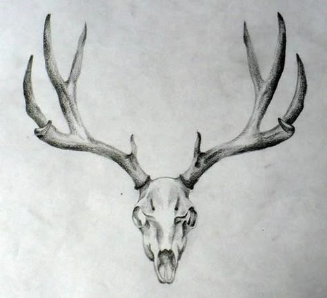 10+ Deer Skull Tattoo Designs On Chest | PetPress Deer Skull Tattoo, Tattoo Crane, Antler Tattoos, Deer Head Tattoo, Elk Tattoo, Antler Tattoo, Deer Skull Tattoos, Deer Tattoo Designs, Stag Tattoo