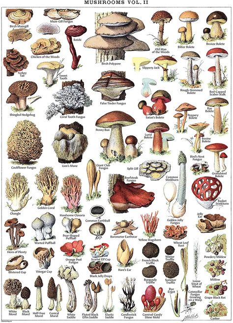 Vintage Mushroom Poster Prints - Mycology & Fungi Botanical Identification Reference Chart Volume 1 & 2 (LAMINATED, 18 X 24) - LAMINATED / 18 x 24 Mushroom Identification, Mushroom Species, Chicken Of The Woods, Mushroom Poster, Mushroom Pictures, Mushroom Tattoos, Wellness Habits, Mushroom Drawing, Reference Chart