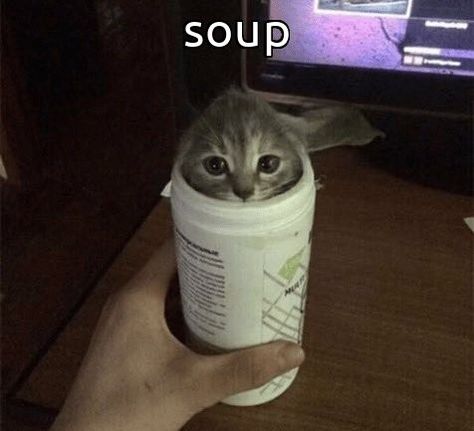 Meme Chat, Funny Looking Cats, Söt Katt, Silly Cats Pictures, Cute Cats Photos, Silly Animals, Funny Cute Cats, Silly Cats, Pretty Cats