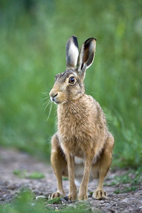 Hare Photos, Hare Pictures, Hare Watercolour, Hare Painting, Wild Hare, Rabbit Photos, Arte Doodle, British Wildlife, Animal Sketches