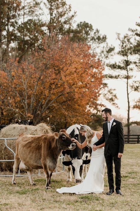 Wedding Farm Venues, Country Wedding Locations, Cow Proposal Ideas, Farm Wedding Photography Ideas, Cows At Weddings, Bride And Groom Pictures Country, Wedding At Farm, Cow At Wedding, Cow Wedding Photos