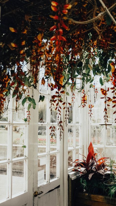 Botanic gardens greenhouse in Dunedin, New Zealand Dark Academia Greenhouse, Botanical Greenhouse, Vintage Greenhouse Aesthetic, Dark Greenhouse Aesthetic, Botanical Garden Christmas Lights, Garden Greenhouse, Christmas Minis, Botany, Botanical Gardens