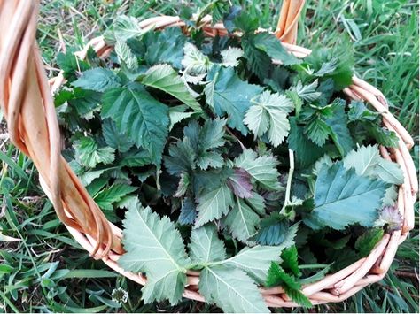 Blackberry Leaf, Blackberry Leaves, Wild Foraging, Dandelion Tea, Homemade Tea, Herbal Recipes, Organic Farm, Herbs For Health, Wild Edibles