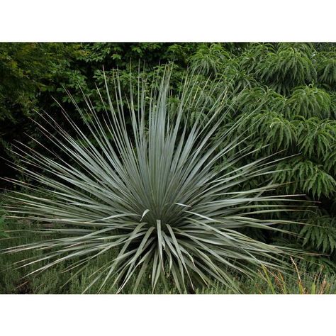 Nolina nelsonii (Blue Nolina, Nelson's Beargrass, Nelson's Blue Beargrass) | North Carolina Extension Gardener Plant Toolbox Backyard Inspo, Tool Box, North Carolina, Plants, Blue