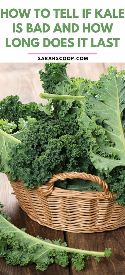 Fresh kale is packed with vitamins and minerals, but it won't do you any good if it's gone bad. Learn how to spot bad kale, find out how long it typically lasts, and get tips for storing it to keep it fresh for as long as possible. #HealthyLiving #Kale #VeggieTips 🥬 Fresh Kale Recipes, Types Of Kale, Freezing Kale, Green Kale, Kale Leaves, Kale Chips, Kale Recipes, Green Vegetables, Leafy Greens