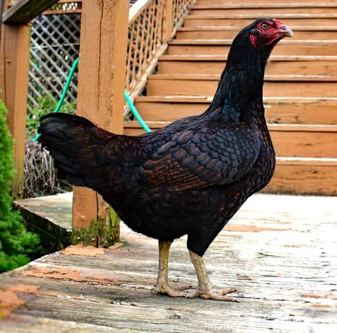 Cornish Chicken: The #1 Heritage Meat Breed Dark Cornish Chicken, Laying Hens Breeds, Hen Breeds, Chickens Backyard Breeds, Mini Homestead, Hen Recipes, Heritage Chickens, Laying Chickens, Meat Birds