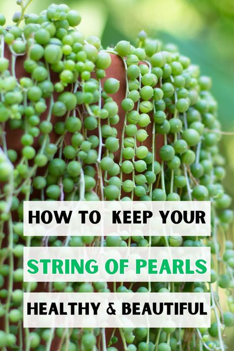 A Beginner's Guide To Growing String Of Pearls, String Of Pearls Care Tips, 
How To Propagate String Of Pearls, String Of Pearls Planting Techniques, 
String Of Pearls Watering Guide, String Of Pearls Sunlight Requirements, 
LSI keywords: Senecio Rowleyanus, Succulent Plant Care, Indoor Planting 
Techniques. Trailing Plants Indoor, Indoor Cactus Plants, Propagation Tips, Indoor Plant Display, String Of Pearls Plant, Succulent Garden Indoor, Flowering Succulents, Succulent Garden Design, Household Plants