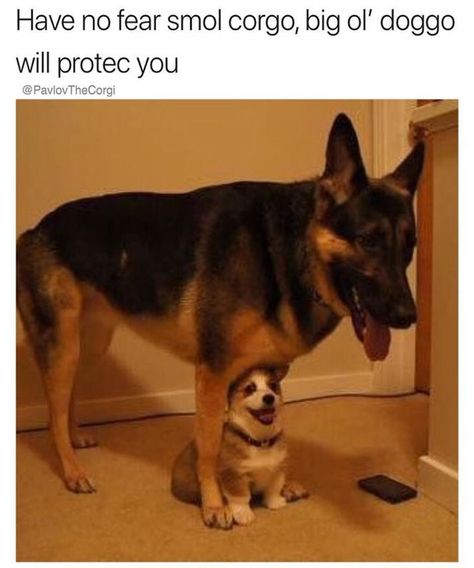 Funny Dog Memes – 50 Pics Dog Best Friend, Funny Dog Memes, Big Dog, Shepherd Puppies, Amazing Animals, German Shepherd Puppies, Dog Trainer, Working Dogs, Dog Memes