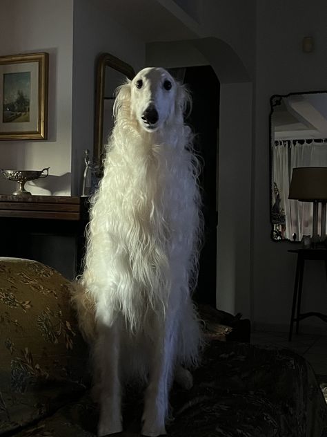 Long Nose Dog, Wallpaper Silly, Borzoi Aesthetic, Pfp Silly, Borzoi Puppy, Borzoi Dog, Long Dog, Goofy Dog, Cats Pictures