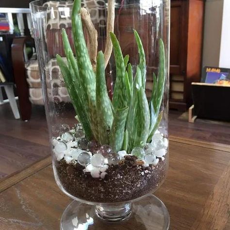 15 Indoor Plants in Glass Jar Ideas | Balcony Garden Web Plants In Glass Bowls, Glass Plants Ideas, Rooting Plants In Water Jars, Clear Glass Planter Ideas, Plants Glass Jar, Planting In Glass Containers, Glass Vase Plant Ideas, Aloe Vera Planter Ideas, Indoor Plants In Glass Jars