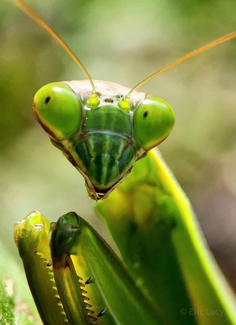 Insect Reference, Shield Bug, Insects Reference, Bugs Reference, Interesting Bugs, Bee Dance, Bug Reference Photos, Bug Reference, Bug Photography