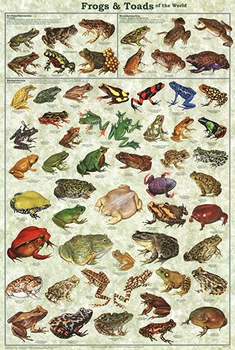 Goblin Core, Nature Posters, Picture Collage Wall, Scientific Illustration, Frog And Toad, Animal Posters, Vintage Poster Art, Education Poster, Science Classroom