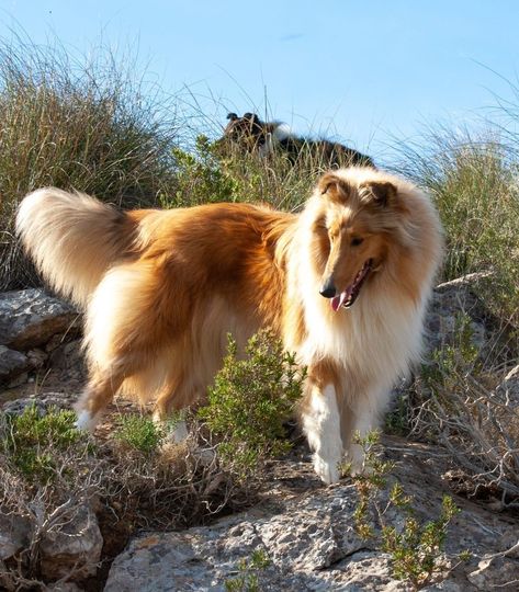 Rough Collie Dog, Rough Collie Aesthetic, Scotch Collie, Rough Collies, Sheltie Dogs, Cute Dog Photos, Rough Collie, Puppies And Kitties, Pretty Dogs