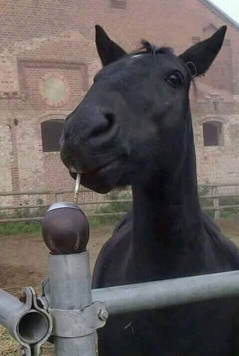 Wonder what they are drinking? Mate Drink, Yerba Mate Tea, Majestic Horse, Yerba Mate, Identity Art, Cute Horses, Rio Grande, South American, Middle Age