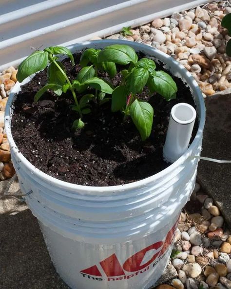 Growing In 5 Gallon Buckets, Planting In Buckets Container Gardening, Gardening Bucket Caddy Diy, Self Watering Container Garden, Self Watering Planter Diy Raised Beds, 5gallon Bucket Planter, Tomato Plants In 5 Gallon Buckets, Diy 5 Gallon Bucket Planter, Self Wicking 5 Gallon Bucket