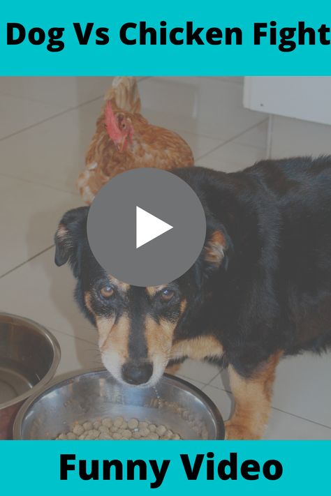 funny dog video Chicken Videos Funny, Funny Chicken Videos, Chicken Videos, Just For Laughs, Dog Video, Chicken Bites, Dog Videos, Chicken Humor, Funny Dog Videos