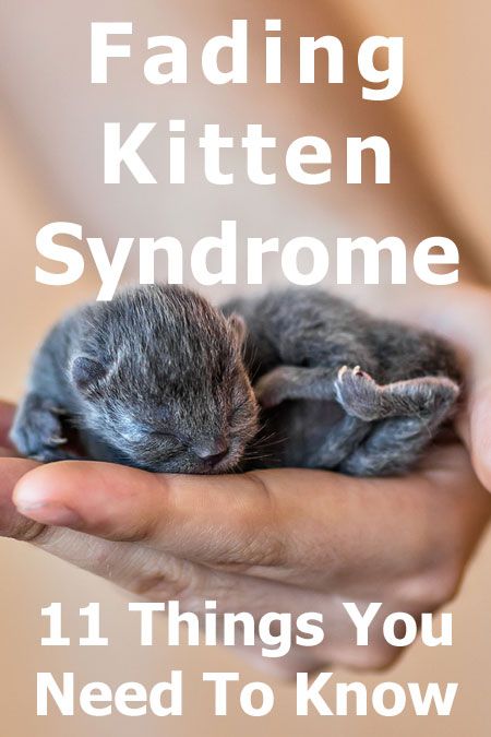 Orphaned Kitten Care, How To Care For Newborn Kittens, Breeding Cattery Design, Diy Kitten Formula, Kitten Enclosure Indoor, Pregnant Cat Care, Neonatal Kitten Care, Newborn Kitten Care Tips, Kitten Nursery Ideas