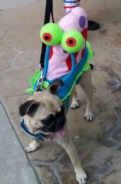 Gary the snail dog costume. Crab Costume, Snail Costume, Spongebob Costume, Gary The Snail, Costume For Dogs, Spongebob Birthday Party, Dream Pet, Spongebob Party, Spongebob Birthday