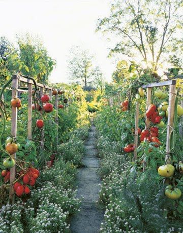 Gardening Trends, Potager Garden, Garden Veggies, Veg Garden, Tomato Garden, The Secret Garden, Garden Pictures, Garden Tours, Veggie Garden