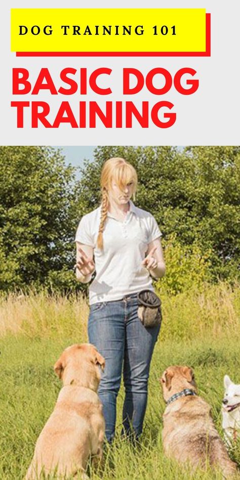 Basic dog training needs to be completed by six months of age #dogtraining #dogtrainingtips House Training Puppies, Easiest Dogs To Train, Basic Dog Training, Dog Training Advice, Puppy Training Tips, Dog Training Techniques, Best Dog Training, Dog Training Collar, Obedience Training