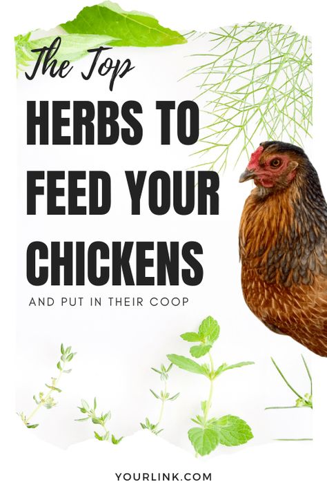 Herbs For Chicken Feed, Herbs Chickens Can Eat, Growing Greens For Chickens, Growing Food For Chickens, Spices To Feed Chickens, Spices For Chickens To Eat, Herbs For Chickens To Eat, Chicken Essentials, Egg Chickens